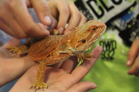 Bartargam (Kopie).jpg