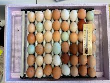 eier.jpg